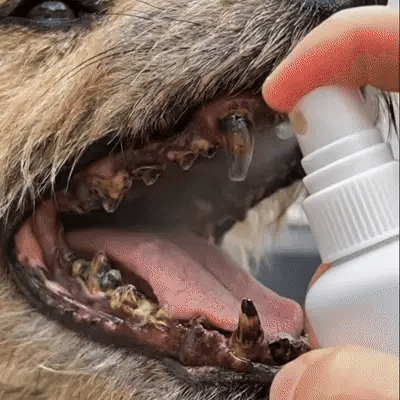 Pet oral care foam application demonstration